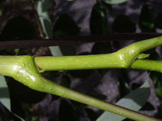 Twig of Aralia spinosa