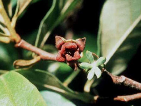 Flowers of Asimina parviflora