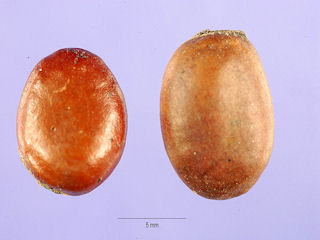 Seeds of Asimina parviflora