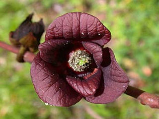 Flowers of Asimina triloba