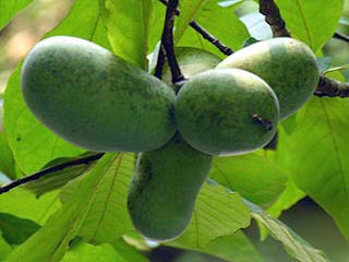 Fruits of Asimina triloba