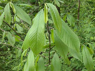 Leaves of Asimina triloba
