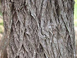 Bark of Baccharis halimifolia