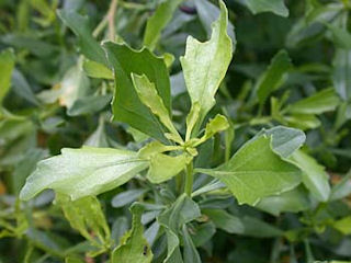 Leaves of Baccharis halimifolia