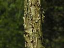 Bark of Betula alleghaniensis