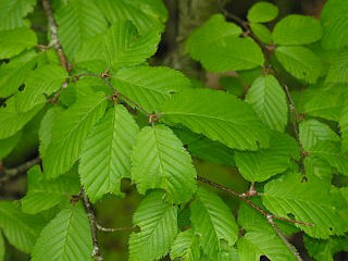 Leaves of Betula alleghaniensis