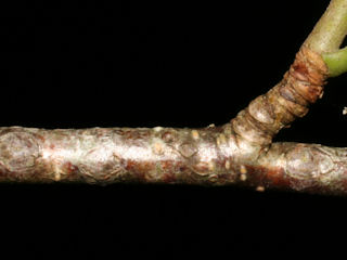 Twig of Betula alleghaniensis