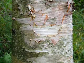 Bark of Betula cordifolia