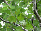 Leaves of Betula cordifolia