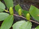 Immature fruit of Betula lenta