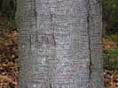 Bark of Betula lenta