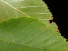 Leaf margin of Betula lenta