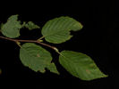 Leaves of Betula lenta
