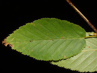 Leaf of Betula lenta