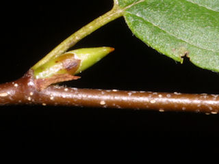 Twig of Betula lenta