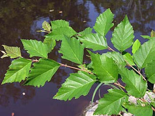 Leaves of Betula nigra