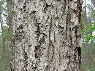 Bark of Betula nigra