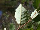 Leaves of Betula nigra