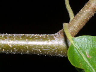 Twig of Betula nigra