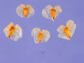 Seeds of Betula pendula