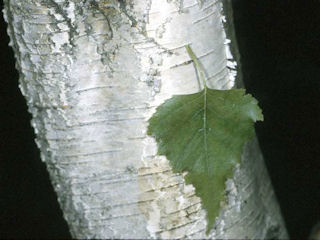 Bark of Betula populifolia
