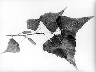Leaves of Betula populifolia