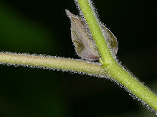 Twig of Broussonetia papyrifera