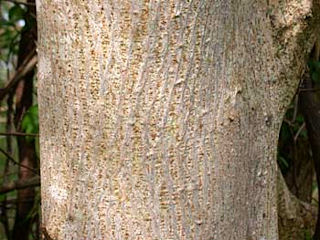 Bark of Broussonetia papyrifera
