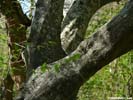 Bark of Carpinus caroliniana