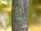 Bark of Carya cordiformis