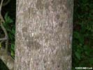 Bark of Carya cordiformis