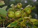Fruits of Carya cordiformis