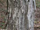 Bark of Carya carolinae-septentrionalis