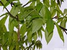 Leaves of Carya glabra