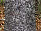Bark of Carya glabra