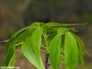 Leaves of Carya glabra