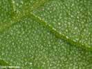 Leaf of Carya myristiciformis