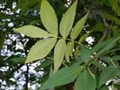 Leaves of Carya pallida