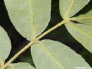 Rachis of Carya pallida