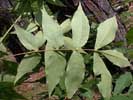 Leaf underside of Carya pallida