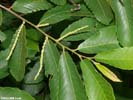 Leaves of Castanea pumila