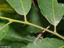 Twig of Castanea pumila