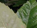 Leaves of Castanea pumila