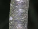 Bark of Castanea pumila