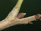 Axillary bud of Carya illinoinensis