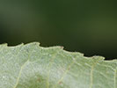 Leaf margin of Carya illinoinensis