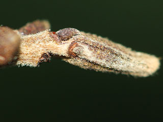 Terminal bud of Carya illinoinensis