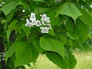 Leaves and flowers of Catalpa speciosa