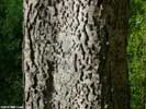 Bark of Celtis laevigata