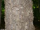 Bark of Celtis occidentalis